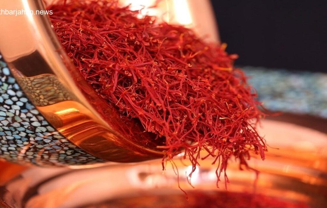 آغاز فصل برداشت طلای سرخ در مزارع زعفران