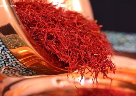 آغاز فصل برداشت طلای سرخ در مزارع زعفران