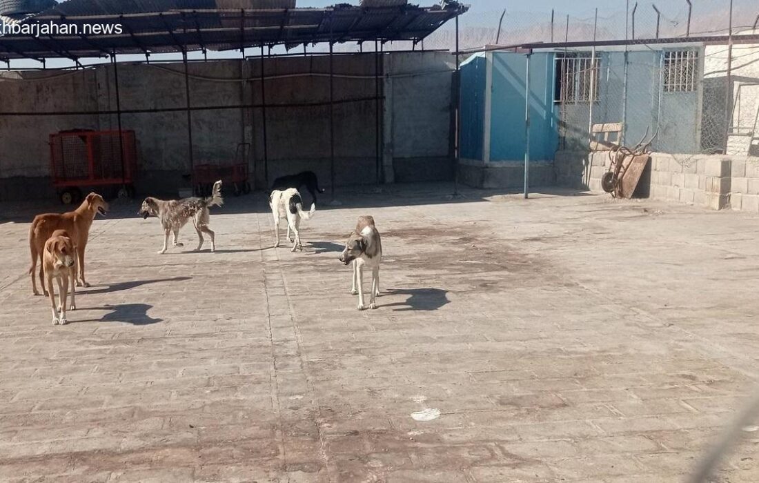ناپدید شدن سگهای ولگرد در کرمان؛ مخاطرات غذادهی به حیوانات