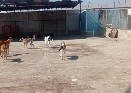 ناپدید شدن سگ‌های ولگرد در کرمان؛ مخاطرات غذادهی به حیوانات