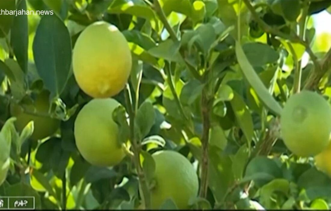 فارس، پیشتاز تولید لیموترش در ایران