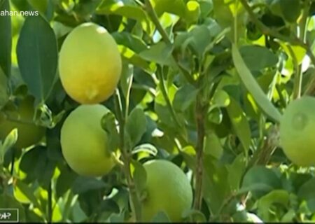 فارس، پیشتاز تولید لیموترش در ایران