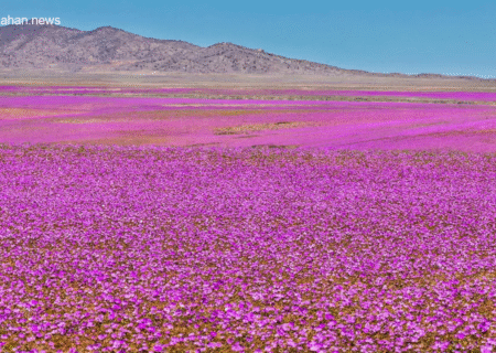 کویرِ خشک به گلستان تبدیل شد!