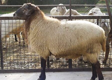 تخصیص یک درصد عوارض واردات نهاده دامی به بخش دامپروری