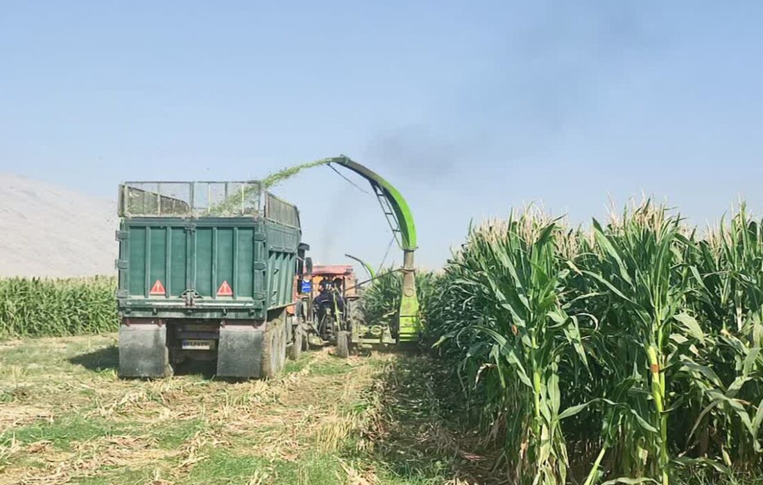 برداشت مکانیزه ثروت سبز کازرون و تامین خوراک دامها