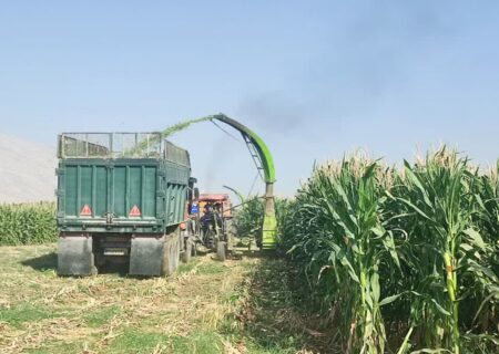 برداشت مکانیزه ثروت سبز کازرون و تامین خوراک دام‌ها