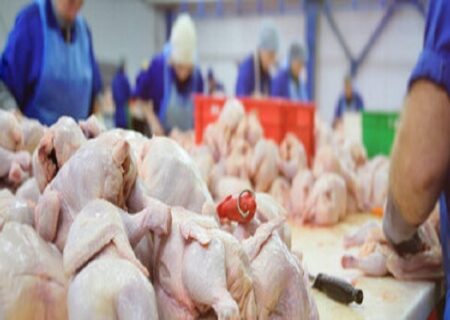 پیش‌بینی درست تابناک محقق شد: قیمت باورنکردنی مرغ مشخص شد/ هشدارهای بی‌توجه مانده