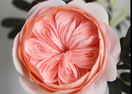 تصویر دیدنی از ارزشمندترین گل در دنیا!