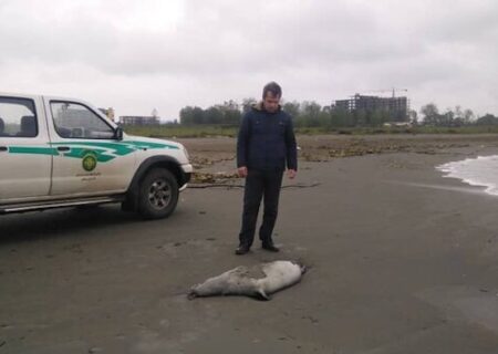 هشدار جدی: از نزدیک شدن و لمس لاشه فوک‌های خزری خودداری کنید!