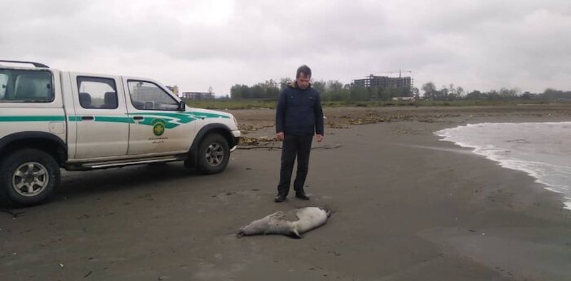 هشدار جدی: از نزدیک شدن و لمس لاشه فوک‌های خزری خودداری کنید!