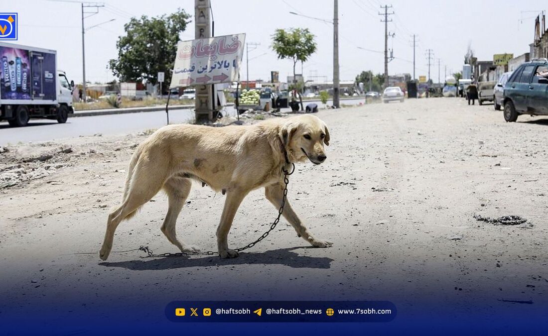 حمله سگ بی صاحب به کودک 4 ساله