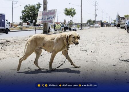 حمله سگ بی صاحب به کودک 4 ساله