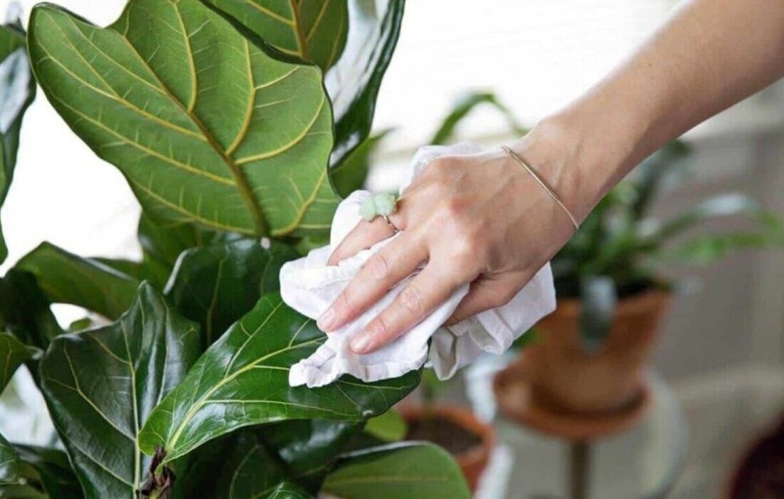 ترفندهای طلایی برای نظافت برگهای گیاهان آپارتمانی