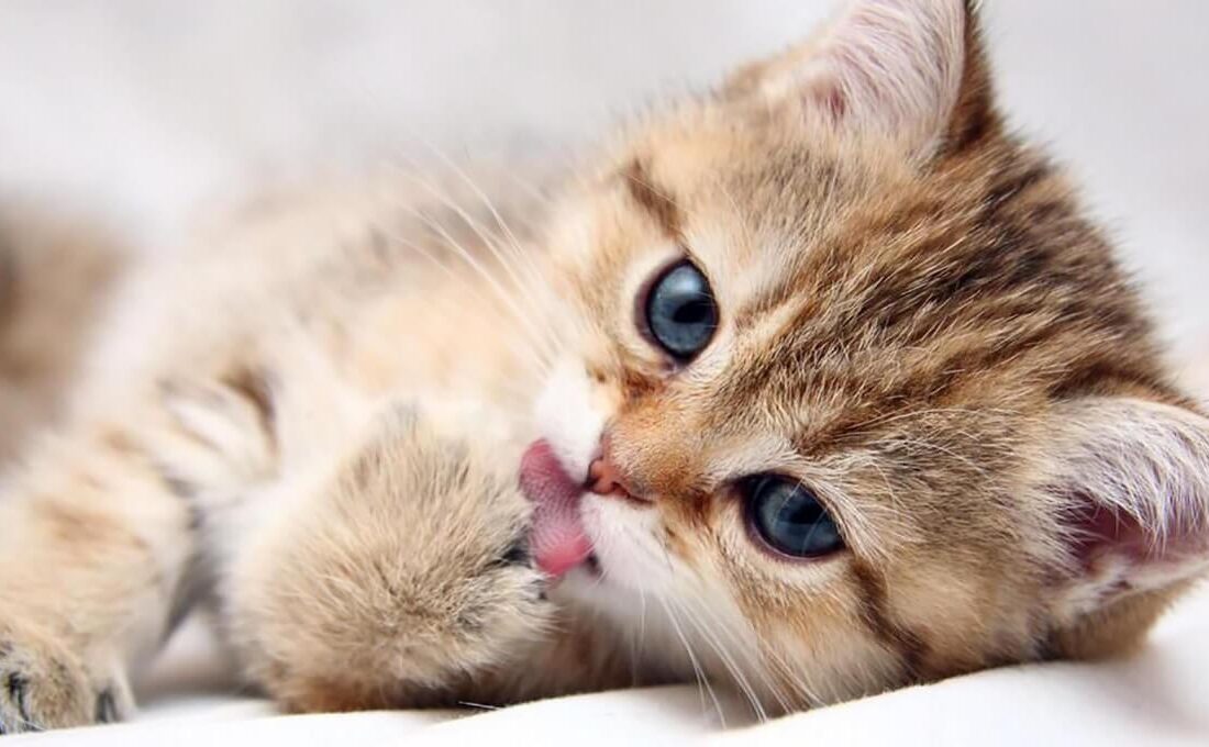 پیروزی پسر کوروش بر مصریان با کمک گربه‌ها؛ روایتی تاریخی