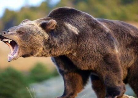 حمله خرس به کشاورز مازندرانی؛ حادثه در بلده به مجروح شدن کشاورز انجامید