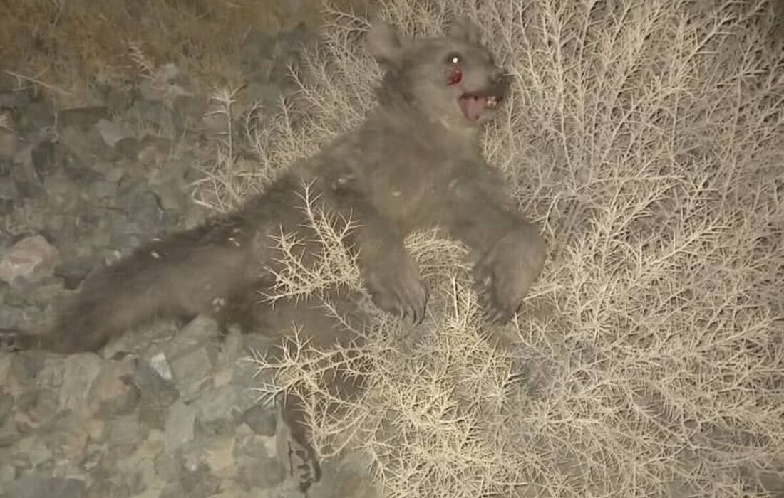 برخورد مرگبار قطار با 2 توله خرس قهوهای در استان فارس +تصاویر