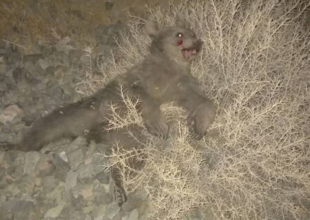 برخورد مرگبار قطار با 2 توله خرس قهوه‌ای در استان فارس +تصاویر