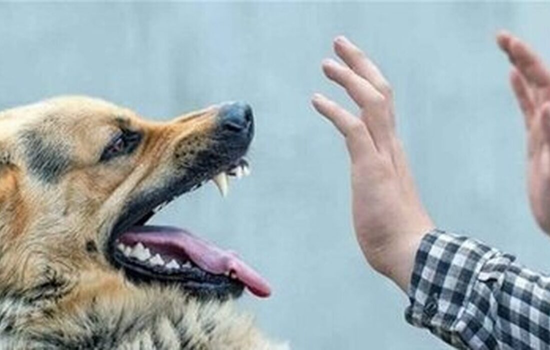 حمله سگ‌های بی‌صاحب به کودک ۴ ساله در خوزستان