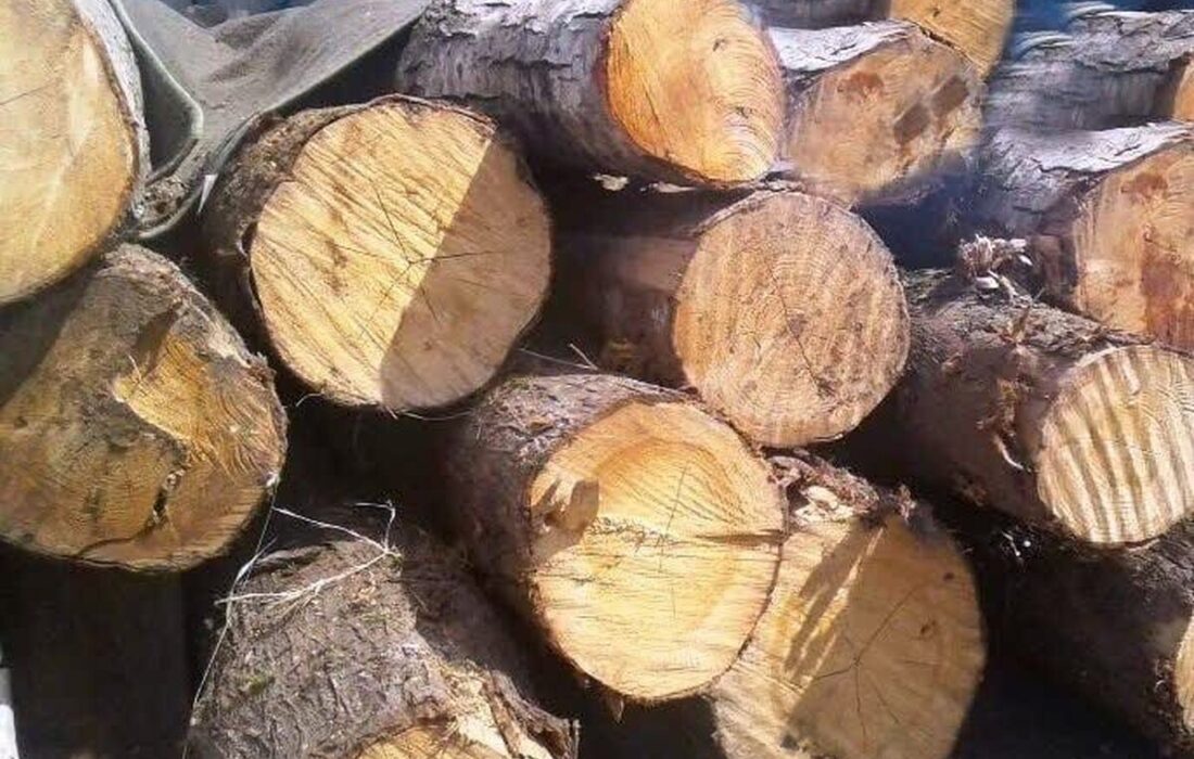 انهدام 30 باند بزرگ قاچاق چوب در مازندران و دستگیری 900 متخلف