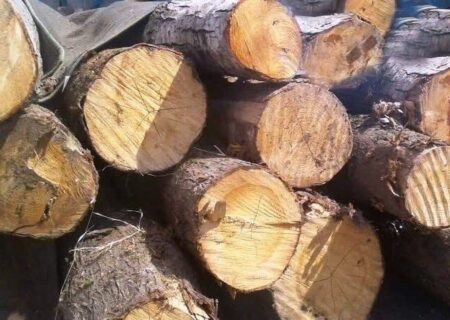انهدام 30 باند بزرگ قاچاق چوب در مازندران و دستگیری 900 متخلف