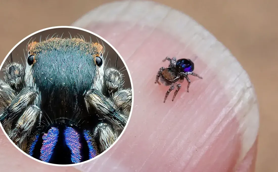 عنکبوت رابینسونی؛ ظریفترین طاووس طبیعت در قاب تصویر