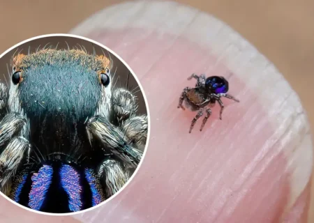 عنکبوت رابینسونی؛ ظریف‌ترین طاووس طبیعت در قاب تصویر