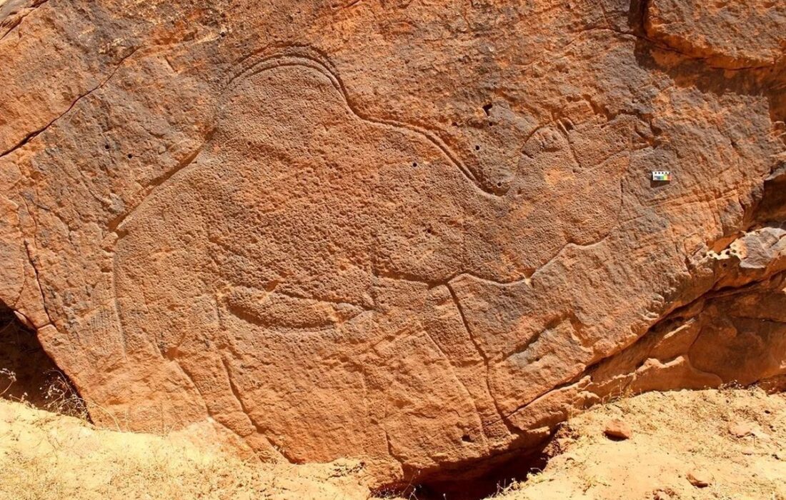 کشف بقایای شترهای 12 هزار ساله در صحراهای عربستان