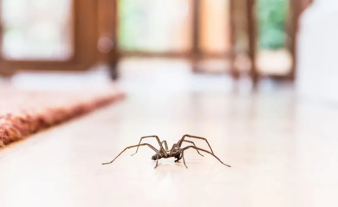 با این 5 گیاه خانگی، عنکبوتها را از خانهتان فراری دهید