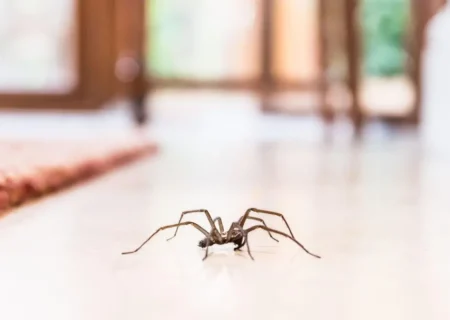 با این 5 گیاه خانگی، عنکبوت‌ها را از خانه‌تان فراری دهید