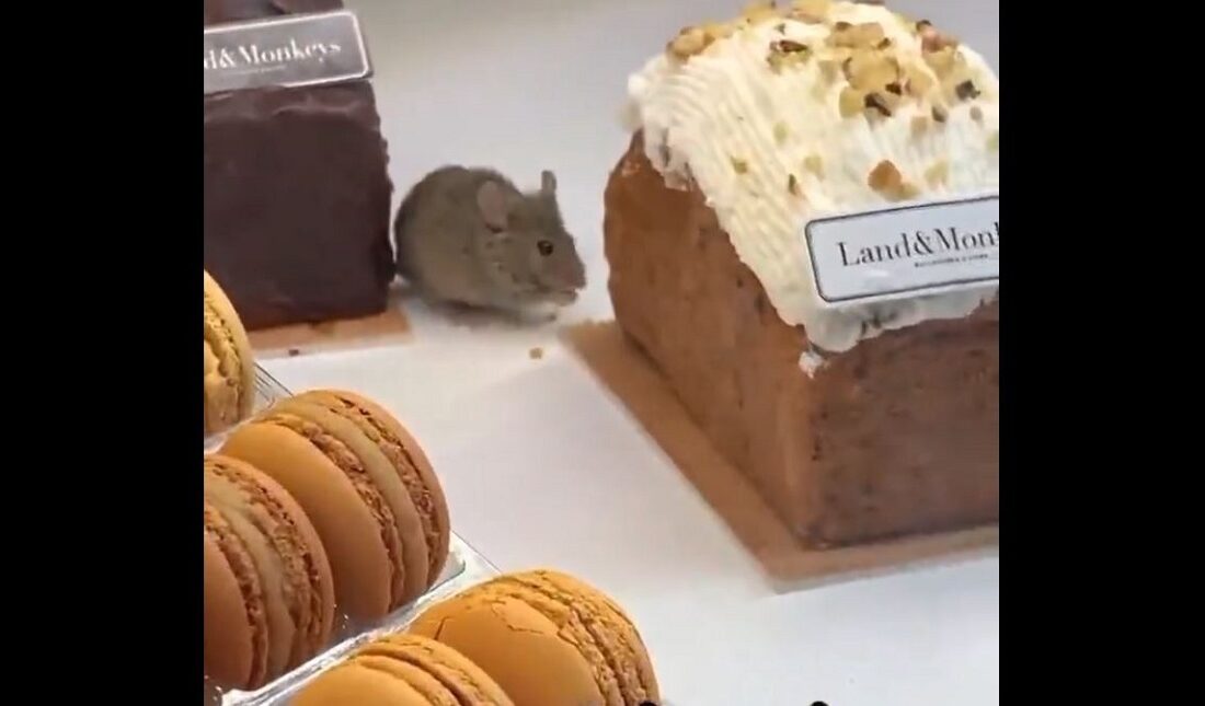 هجوم موش‌ها به قنادی‌های پاریس