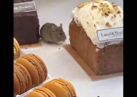 هجوم موش‌ها به قنادی‌های پاریس