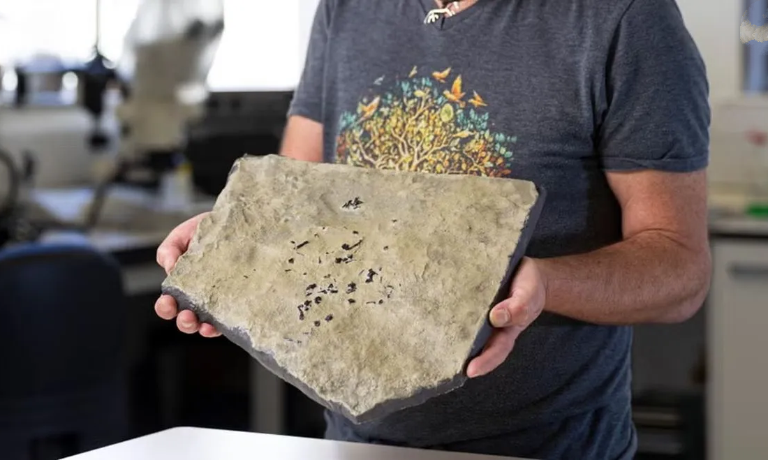 کشف فسیل ماری شبیه مار؛ جانوری که احتمالاً نیای بزرگ مارها بوده است