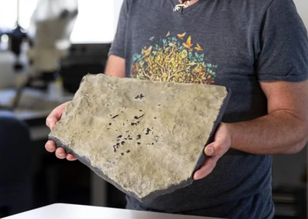 کشف فسیل ماری شبیه مار؛ جانوری که احتمالاً نیای بزرگ مارها بوده است