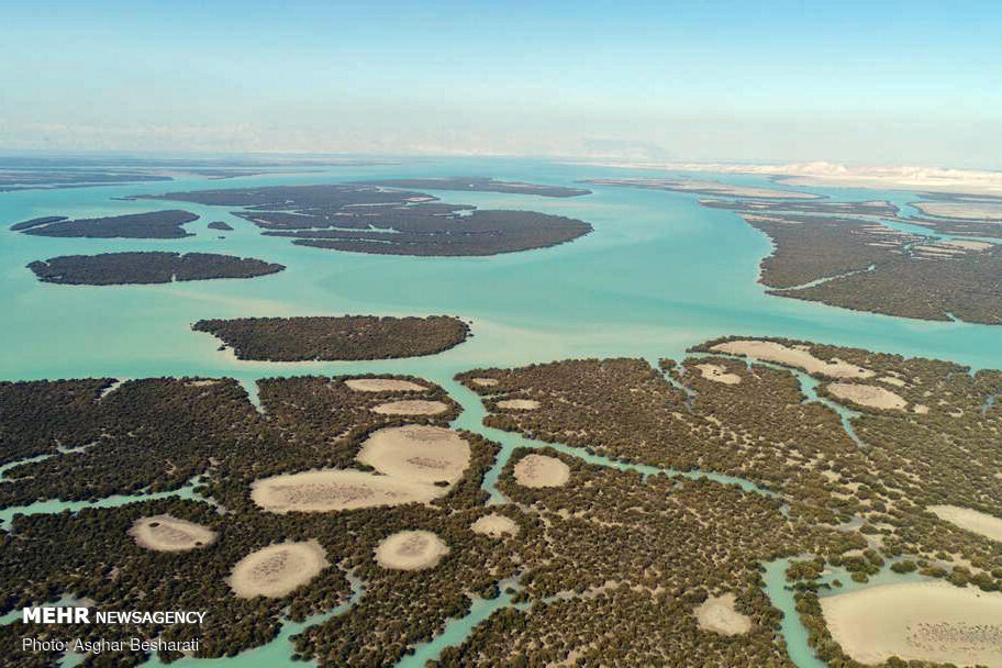 سفری متفاوت به جنگلی درون دریا و درختانی که بلور نمکی تولید میکنند