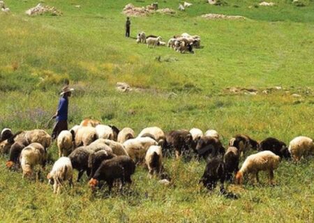 نظارت و بررسی وضعیت سلامت دام‌ها در گذرگاه‌های مرزی جنوب شرق کشور