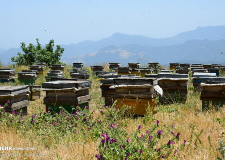 رونق تولید عسل در مازندران؛ شمارش کندوهای زنبور عسل