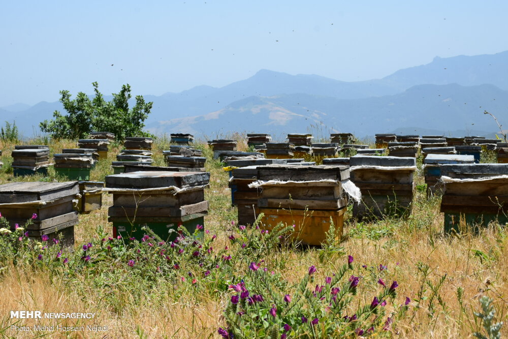 رونق تولید عسل در مازندران؛ شمارش کندوهای زنبور عسل