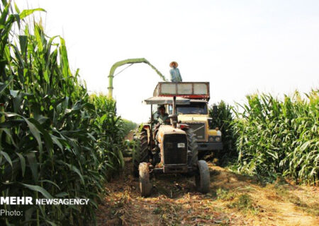 آغاز برداشت ذرت علوفه‌ای از کشتزارهای شهرستان جهرم به گفته زراعتیان