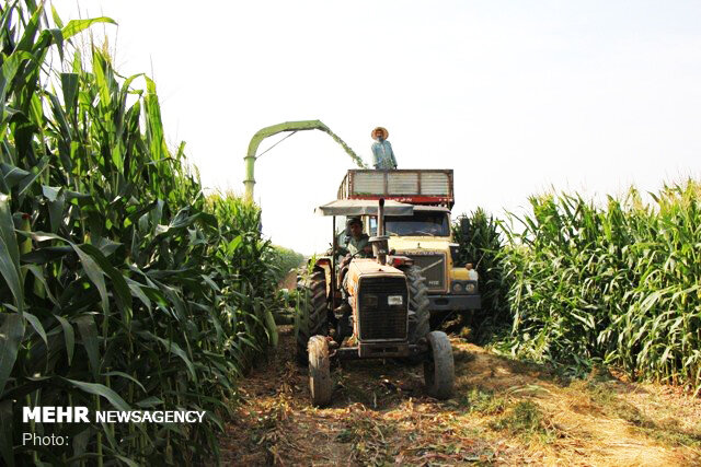 آغاز برداشت ذرت علوفهای از کشتزارهای شهرستان جهرم به گفته زراعتیان