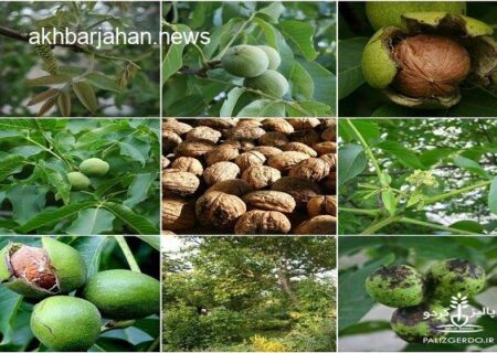 آغاز برداشت گردو از باغات اقلید؛ هزار هکتار زیر کشت