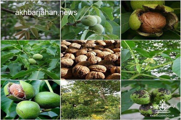 آغاز برداشت گردو از باغات اقلید؛ هزار هکتار زیر کشت