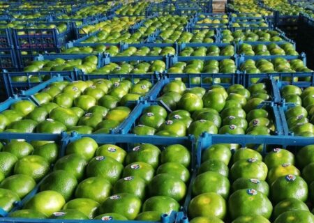 آغاز برداشت زودرس نارنگی‌ها از باغ‌های مازندران به گفته مومنی