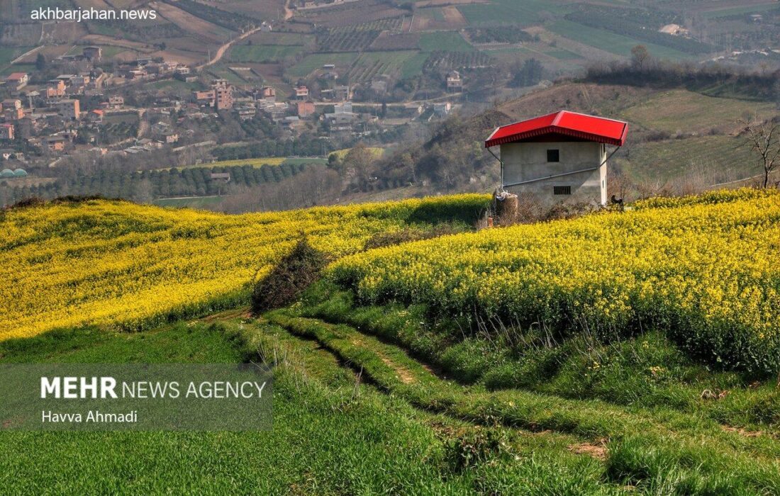 کشت کلزا در ۵۰۰ هکتار از اراضی کشاورزی ساری