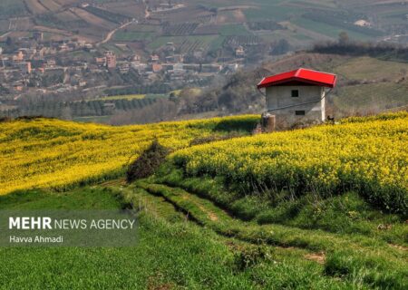 آغاز کشت پاییزه کلزا در ساری به گفته اسماعیل علوی