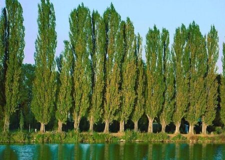 باقری: قطع درختان صنوبر در منطقه جنگلی چمستان با مجوز قانونی انجام شد