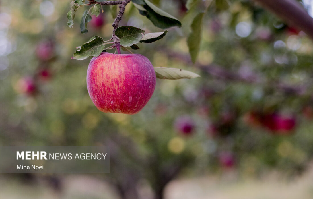 آمادهسازی سیبهای بروجرد برای عرضه در بازار با برداشت پاییزی پربار