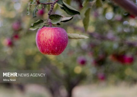 آماده‌سازی سیب‌های بروجرد برای عرضه در بازار با برداشت پاییزی پربار