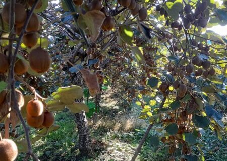 برداشت ۹۷۰۰ تن گلابی و کیوی در آمل به گفته هادی زاده