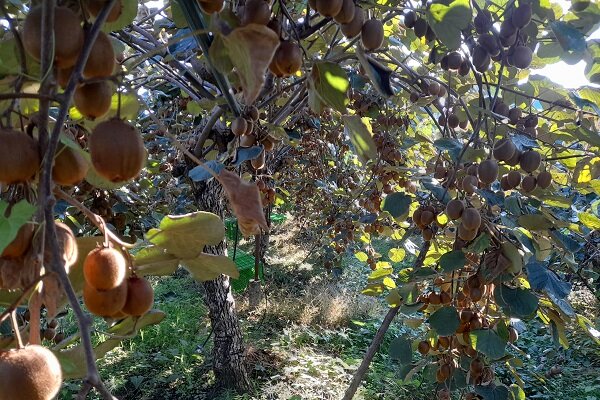 برداشت ۹۷۰۰ تن گلابی و کیوی در آمل به گفته هادی زاده