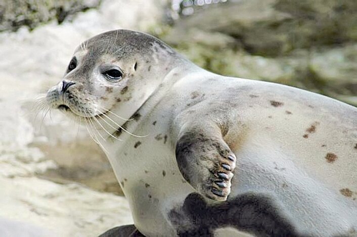 کشف لاشه فوک خزری در ساحل فرح آباد ساری